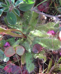 Drosera pauciflora