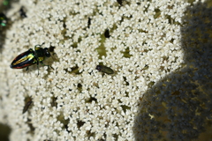 Bilyaxia cupriceps