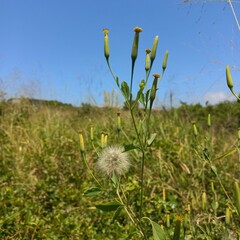 Porophyllum ruderale