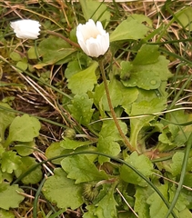 Bellis annua