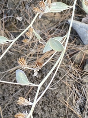 Pentanema verbascifolium