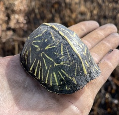 Terrapene carolina bauri