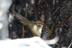 Poodytes punctatus punctatus