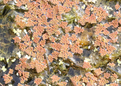 Azolla pinnata