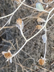 Pentanema verbascifolium