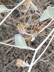 Pentanema verbascifolium