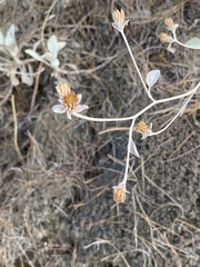 Pentanema verbascifolium