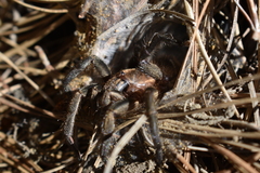 Acanthogonatus pissii