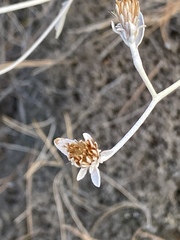 Pentanema verbascifolium