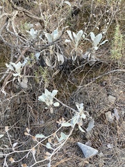 Pentanema verbascifolium