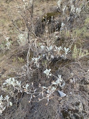 Pentanema verbascifolium