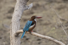 Halcyon smyrnensis
