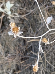 Pentanema verbascifolium