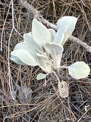 Pentanema verbascifolium