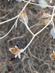 Pentanema verbascifolium