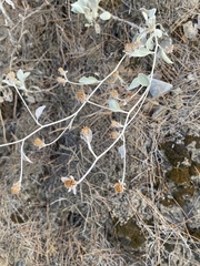 Pentanema verbascifolium