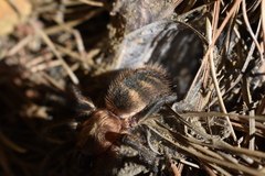Acanthogonatus pissii