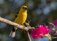 Pheucticus chrysopeplus