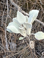 Pentanema verbascifolium