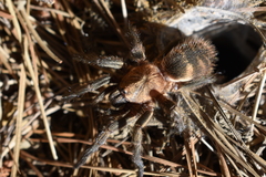 Acanthogonatus pissii