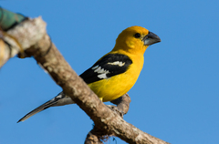 Pheucticus chrysopeplus