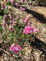 Hypocalymma robustum
