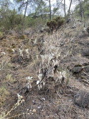 Pentanema verbascifolium