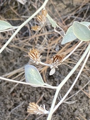 Pentanema verbascifolium