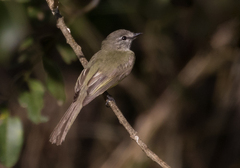 Myiopagis viridicata