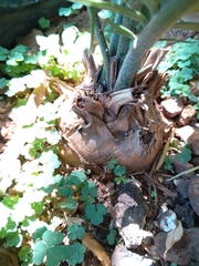 Encephalartos manikensis