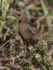 Cyanocompsa parellina