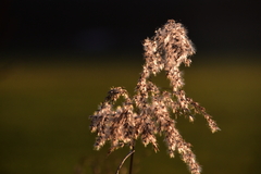 Scirpus pedicellatus
