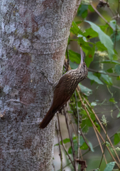 Xiphorhynchus flavigaster