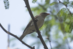 Gymnoris xanthocollis