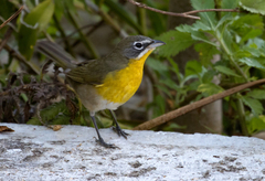 Icteria virens auricollis