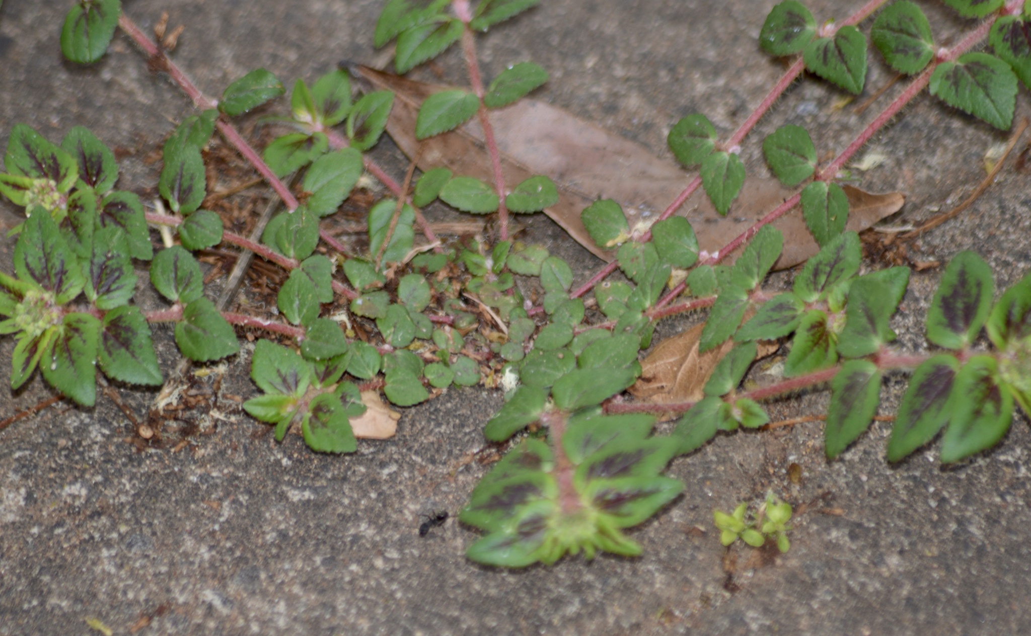 Euphorbia ophthalmica