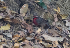 Rhodinocichla rosea