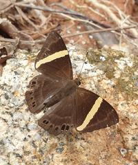 Abisara fylla