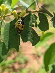 Hycleus tripunctatus