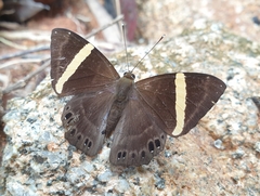Abisara fylla