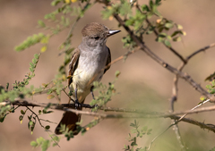 Myiarchus cinerascens