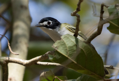 Vireo atricapilla