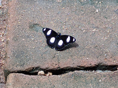 Hypolimnas misippus