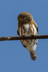 Glaucidium palmarum
