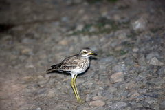 Burhinus indicus