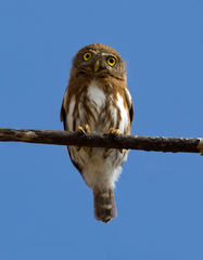 Glaucidium palmarum