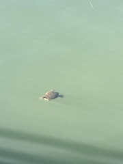 Pseudemys peninsularis