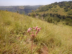 Campuloclinium macrocephalum