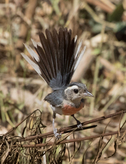 Granatellus venustus