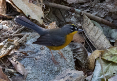 Basileuterus lachrymosus